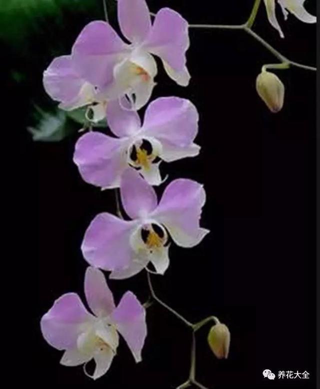 花期最长的蝴蝶兰品种，祝您大富大贵好运来（蝴蝶兰花期超长品种）