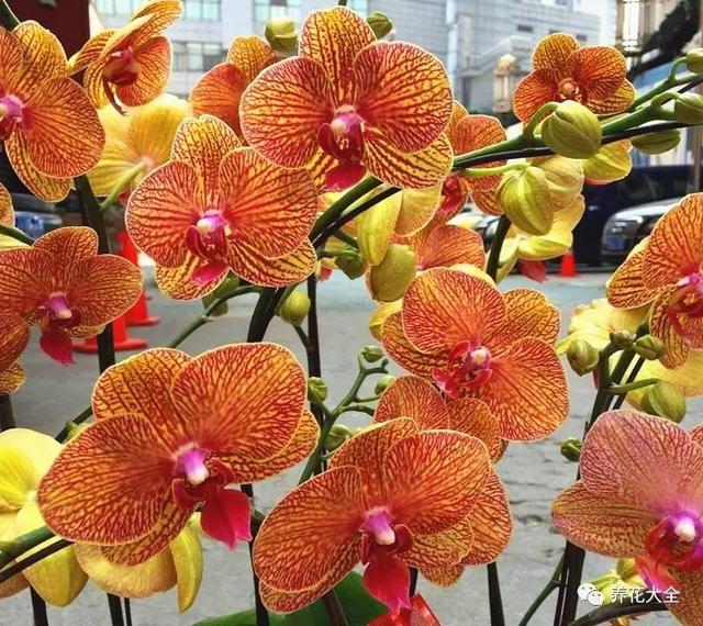 花期最长的蝴蝶兰品种，祝您大富大贵好运来（蝴蝶兰花期超长品种）