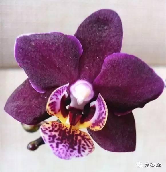 花期最长的蝴蝶兰品种，祝您大富大贵好运来（蝴蝶兰花期超长品种）