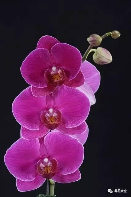 花期最长的蝴蝶兰品种，祝您大富大贵好运来（蝴蝶兰花期超长品种）