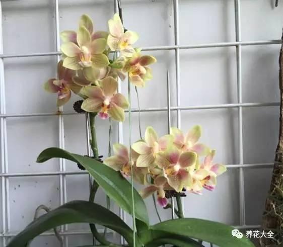 花期最长的蝴蝶兰品种，祝您大富大贵好运来（蝴蝶兰花期超长品种）