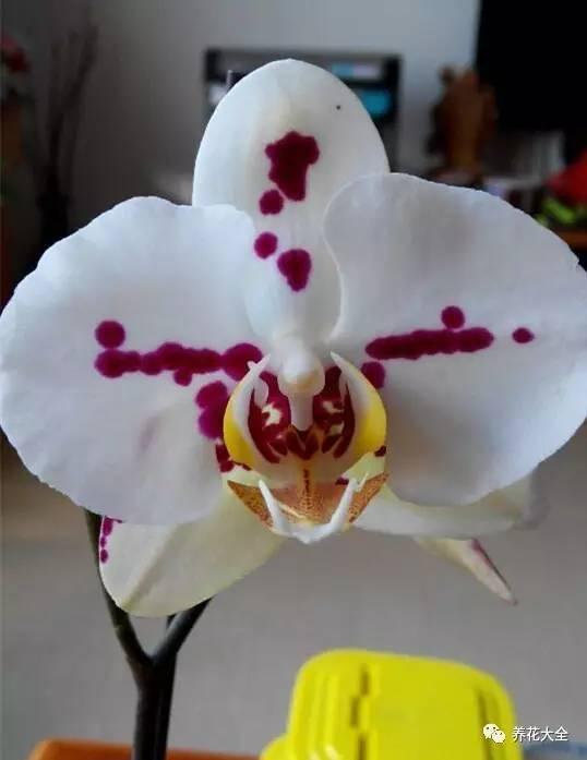 花期最长的蝴蝶兰品种，祝您大富大贵好运来（蝴蝶兰花期超长品种）