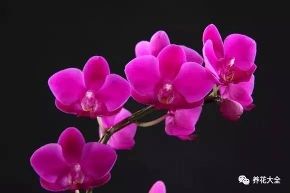 花期最长的蝴蝶兰品种，祝您大富大贵好运来（蝴蝶兰花期超长品种）