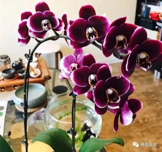 花期最长的蝴蝶兰品种，祝您大富大贵好运来（蝴蝶兰花期超长品种）