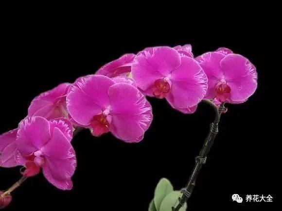 花期最长的蝴蝶兰品种，祝您大富大贵好运来（蝴蝶兰花期超长品种）
