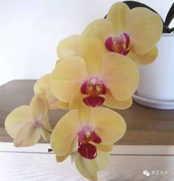 花期最长的蝴蝶兰品种，祝您大富大贵好运来（蝴蝶兰花期超长品种）