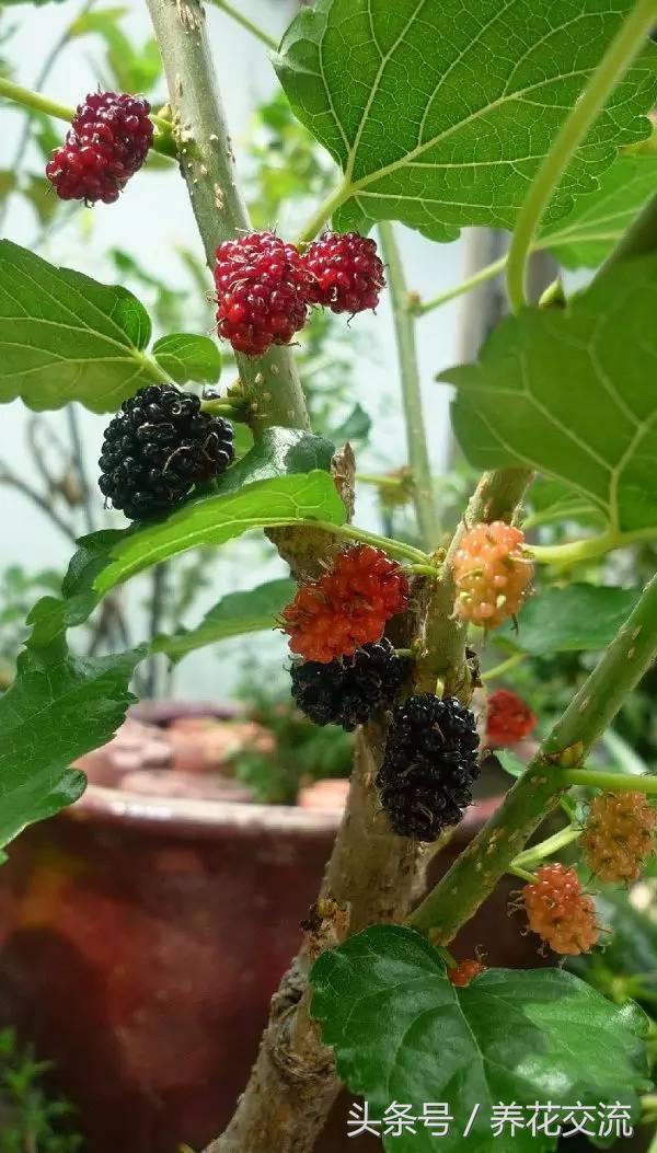 桑树的果实，也有吃不完的果子（桑树的果实属于什么果）