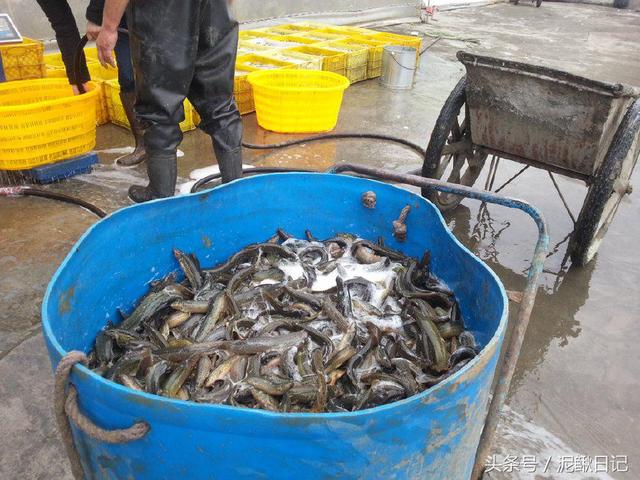 泥鰍好養嗎,養殖泥鰍飼養泥鰍(養泥鰍比養魚還簡單)