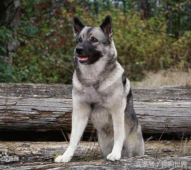 中國十大名犬介紹,狗的介紹英文(最全的狗狗資料介紹)