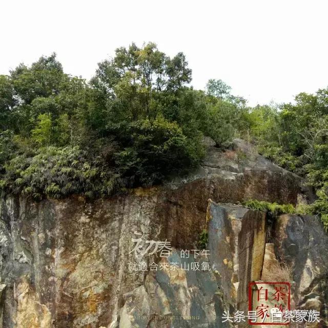 白毫银针的功效和作用，白毫银针茶的功效与作用（原来白毫银针还有这种功效）