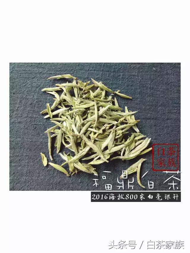 白毫银针的功效和作用，白毫银针茶的功效与作用（原来白毫银针还有这种功效）