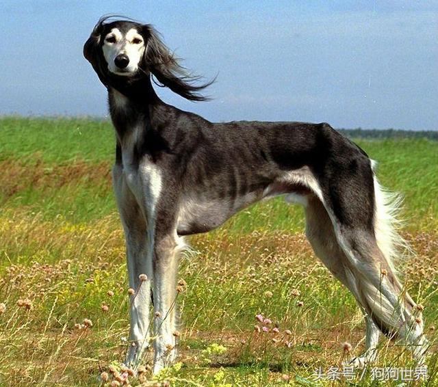中国十大名犬介绍,狗的介绍英文(最全的狗狗资料介绍)