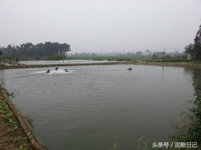 泥鳅好养吗，养殖泥鳅饲养泥鳅（养泥鳅比养鱼还简单）