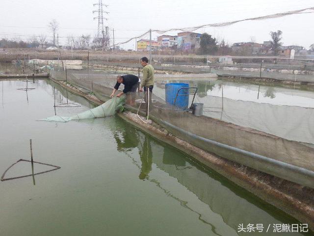 泥鳅好养吗，养殖泥鳅饲养泥鳅（养泥鳅比养鱼还简单）