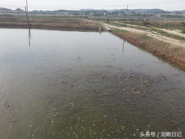 泥鳅好养吗，养殖泥鳅饲养泥鳅（养泥鳅比养鱼还简单）