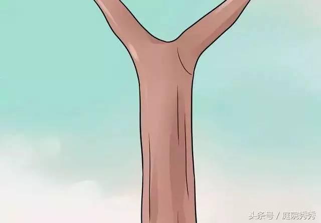 嫁接树苗的方法和技术，苗木嫁接与培育技术（果树最常用的5种嫁接方法！）