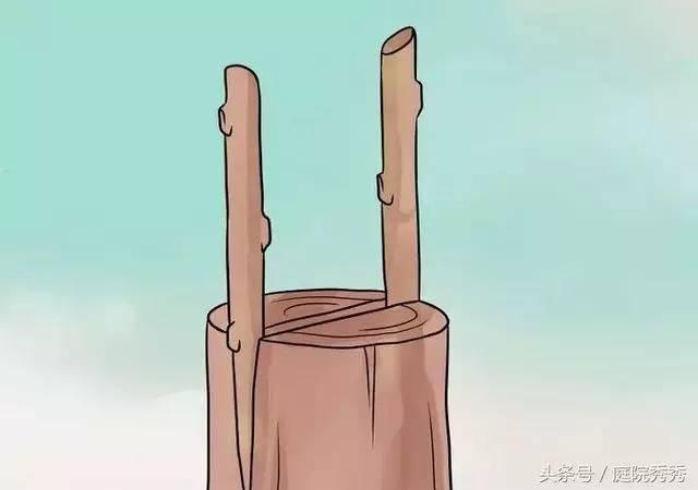 嫁接树苗的方法和技术，苗木嫁接与培育技术（果树最常用的5种嫁接方法！）