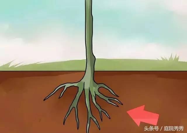 嫁接树苗的方法和技术，苗木嫁接与培育技术（果树最常用的5种嫁接方法！）