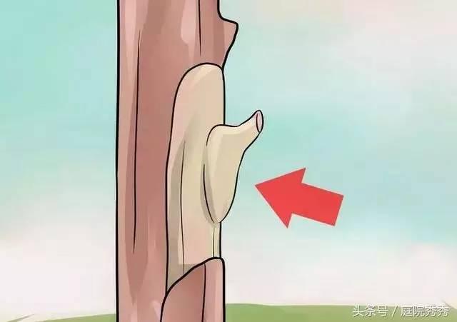 嫁接树苗的方法和技术，苗木嫁接与培育技术（果树最常用的5种嫁接方法！）