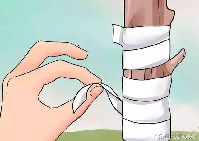 嫁接树苗的方法和技术，苗木嫁接与培育技术（果树最常用的5种嫁接方法！）