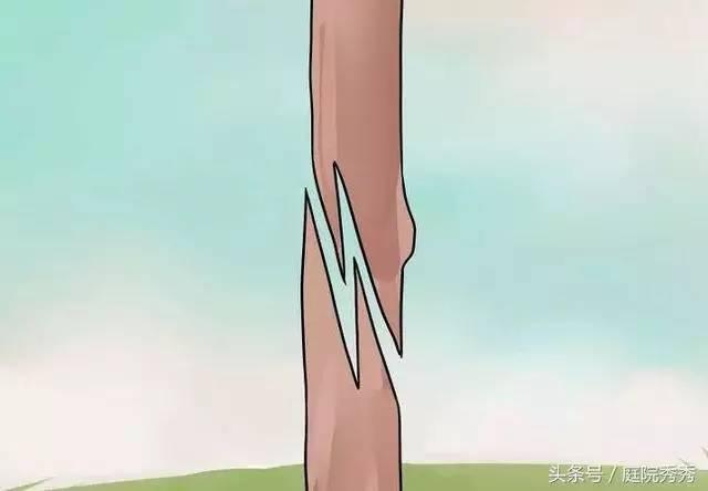 嫁接树苗的方法和技术，苗木嫁接与培育技术（果树最常用的5种嫁接方法！）