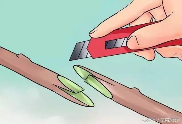 嫁接树苗的方法和技术，苗木嫁接与培育技术（果树最常用的5种嫁接方法！）