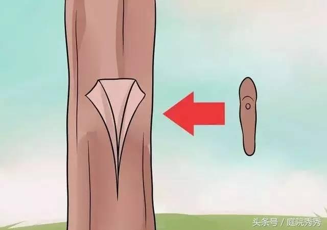 嫁接树苗的方法和技术，苗木嫁接与培育技术（果树最常用的5种嫁接方法！）