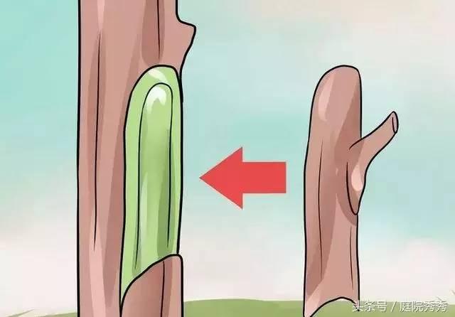 嫁接树苗的方法和技术，苗木嫁接与培育技术（果树最常用的5种嫁接方法！）