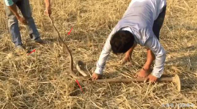 遇到死蛇有什么预兆，梦见死蛇是什么预兆（更别滥捕滥食野生动物）