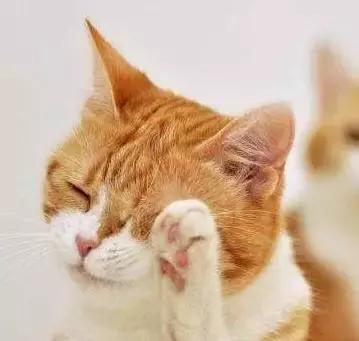 女生右手戴红绳子代表什么，女生左手戴红绳的意义是什么（关于招财猫，你应该知道这些事）