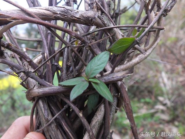 金银花的叶子和藤功效与作用,金银花的藤和叶子有啥用(煎水外洗治小儿湿疹有奇效) 金银花的叶子和藤功效与作用,金银花的藤和叶子有啥用(煎水外洗治小儿湿疹有奇效)