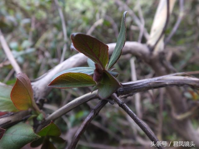金银花的叶子和藤功效与作用,金银花的藤和叶子有啥用(煎水外洗治小儿湿疹有奇效) 金银花的叶子和藤功效与作用,金银花的藤和叶子有啥用(煎水外洗治小儿湿疹有奇效)