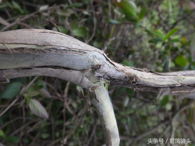 金银花的叶子和藤功效与作用,金银花的藤和叶子有啥用(煎水外洗治小儿湿疹有奇效) 金银花的叶子和藤功效与作用,金银花的藤和叶子有啥用(煎水外洗治小儿湿疹有奇效)