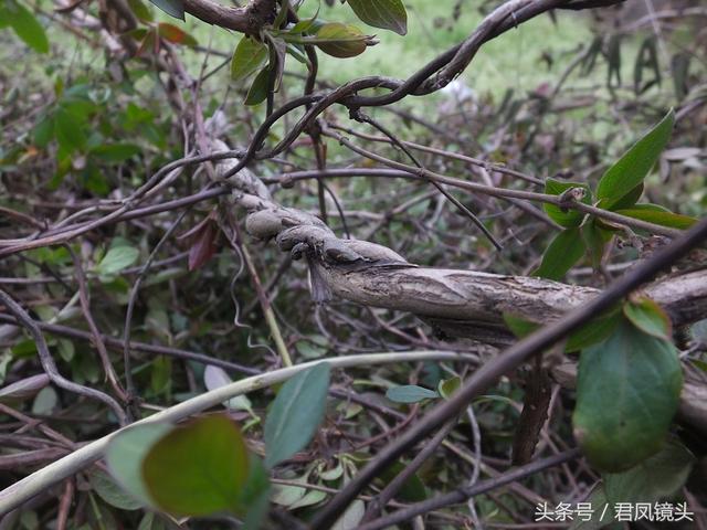 金银花的叶子和藤功效与作用,金银花的藤和叶子有啥用(煎水外洗治小儿湿疹有奇效) 金银花的叶子和藤功效与作用,金银花的藤和叶子有啥用(煎水外洗治小儿湿疹有奇效)