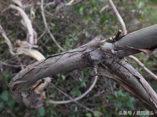金银花的叶子和藤功效与作用,金银花的藤和叶子有啥用(煎水外洗治小儿湿疹有奇效) 金银花的叶子和藤功效与作用,金银花的藤和叶子有啥用(煎水外洗治小儿湿疹有奇效)