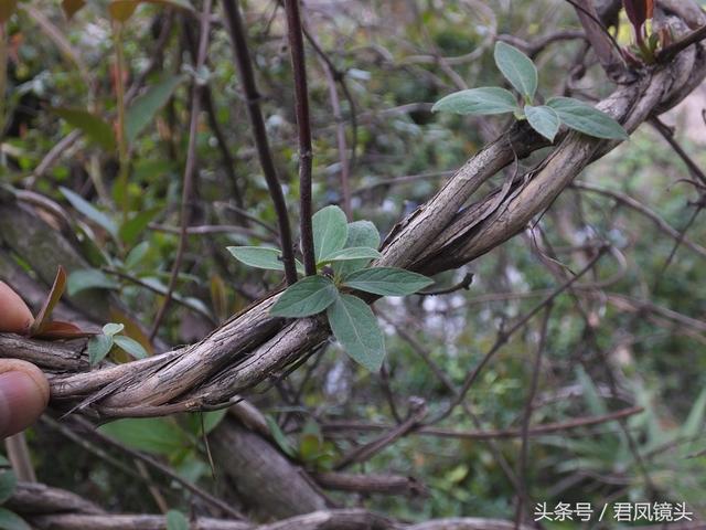 金银花的叶子和藤功效与作用,金银花的藤和叶子有啥用(煎水外洗治小儿湿疹有奇效) 金银花的叶子和藤功效与作用,金银花的藤和叶子有啥用(煎水外洗治小儿湿疹有奇效)