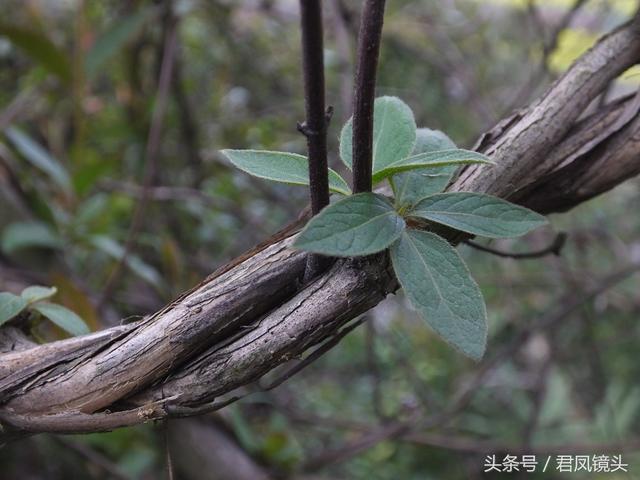 金银花的叶子和藤功效与作用,金银花的藤和叶子有啥用(煎水外洗治小儿湿疹有奇效) 金银花的叶子和藤功效与作用,金银花的藤和叶子有啥用(煎水外洗治小儿湿疹有奇效)