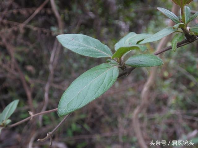 金银花的叶子和藤功效与作用,金银花的藤和叶子有啥用(煎水外洗治小儿湿疹有奇效) 金银花的叶子和藤功效与作用,金银花的藤和叶子有啥用(煎水外洗治小儿湿疹有奇效)