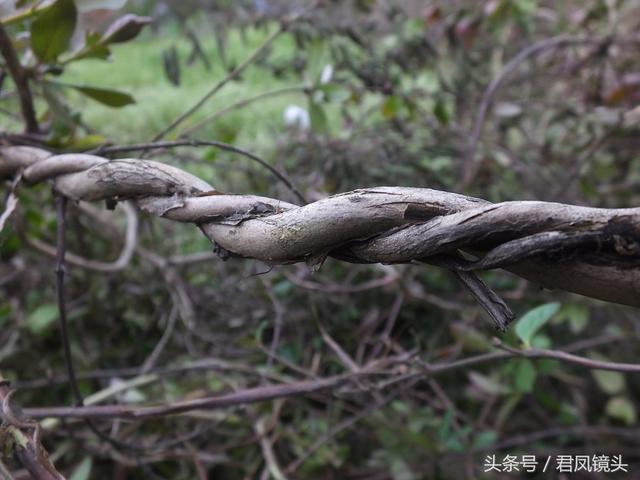 金银花的叶子和藤功效与作用,金银花的藤和叶子有啥用(煎水外洗治小儿湿疹有奇效) 金银花的叶子和藤功效与作用,金银花的藤和叶子有啥用(煎水外洗治小儿湿疹有奇效)