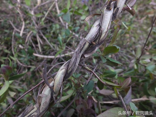 金银花的叶子和藤功效与作用,金银花的藤和叶子有啥用(煎水外洗治小儿湿疹有奇效) 金银花的叶子和藤功效与作用,金银花的藤和叶子有啥用(煎水外洗治小儿湿疹有奇效)