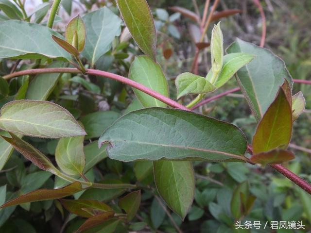 金银花的叶子和藤功效与作用,金银花的藤和叶子有啥用(煎水外洗治小儿湿疹有奇效) 金银花的叶子和藤功效与作用,金银花的藤和叶子有啥用(煎水外洗治小儿湿疹有奇效)