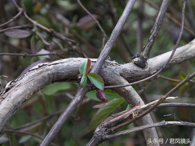 金银花的叶子和藤功效与作用,金银花的藤和叶子有啥用(煎水外洗治小儿湿疹有奇效) 金银花的叶子和藤功效与作用,金银花的藤和叶子有啥用(煎水外洗治小儿湿疹有奇效)