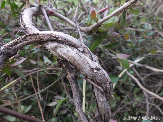 金银花的叶子和藤功效与作用,金银花的藤和叶子有啥用(煎水外洗治小儿湿疹有奇效) 金银花的叶子和藤功效与作用,金银花的藤和叶子有啥用(煎水外洗治小儿湿疹有奇效)
