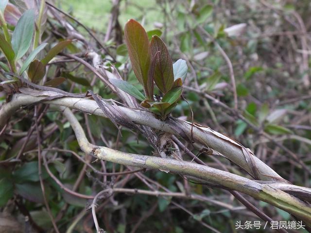 金银花的叶子和藤功效与作用,金银花的藤和叶子有啥用(煎水外洗治小儿湿疹有奇效) 金银花的叶子和藤功效与作用,金银花的藤和叶子有啥用(煎水外洗治小儿湿疹有奇效)