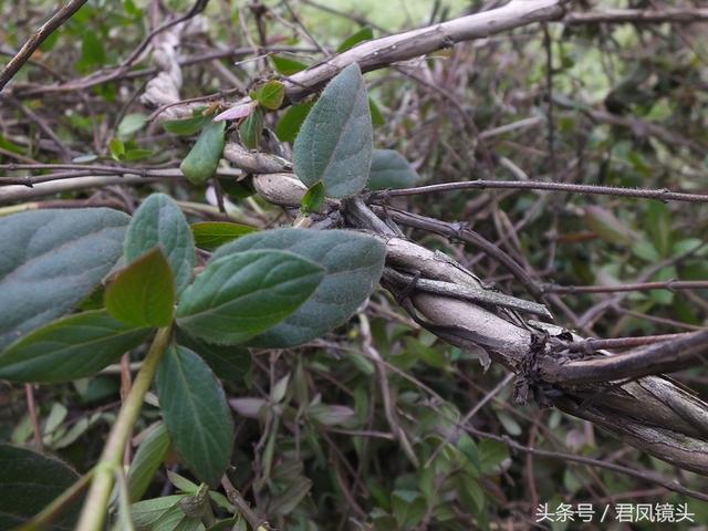 金银花的叶子和藤功效与作用,金银花的藤和叶子有啥用(煎水外洗治小儿湿疹有奇效) 金银花的叶子和藤功效与作用,金银花的藤和叶子有啥用(煎水外洗治小儿湿疹有奇效)