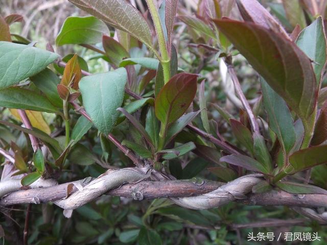 金银花的叶子和藤功效与作用,金银花的藤和叶子有啥用(煎水外洗治小儿湿疹有奇效) 金银花的叶子和藤功效与作用,金银花的藤和叶子有啥用(煎水外洗治小儿湿疹有奇效)