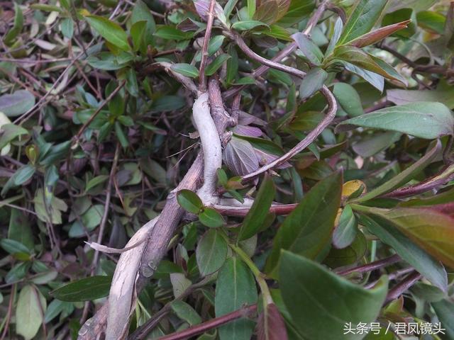 金银花的叶子和藤功效与作用,金银花的藤和叶子有啥用(煎水外洗治小儿湿疹有奇效) 金银花的叶子和藤功效与作用,金银花的藤和叶子有啥用(煎水外洗治小儿湿疹有奇效)