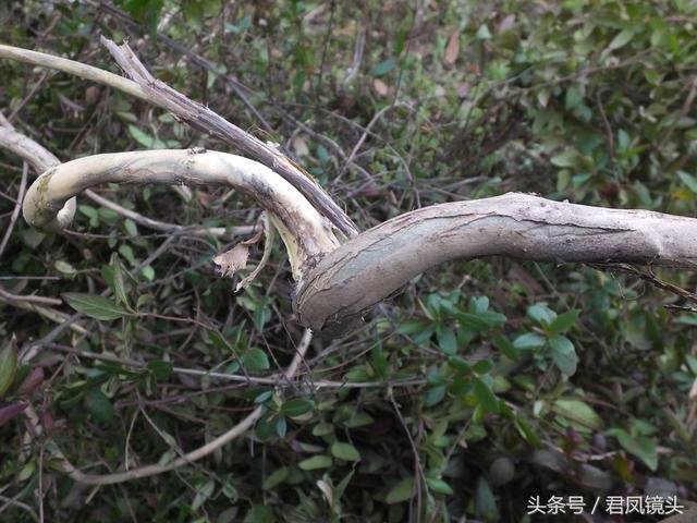 金银花的叶子和藤功效与作用,金银花的藤和叶子有啥用(煎水外洗治小儿湿疹有奇效) 金银花的叶子和藤功效与作用,金银花的藤和叶子有啥用(煎水外洗治小儿湿疹有奇效)