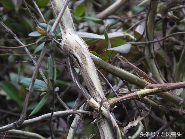 金银花的叶子和藤功效与作用,金银花的藤和叶子有啥用(煎水外洗治小儿湿疹有奇效) 金银花的叶子和藤功效与作用,金银花的藤和叶子有啥用(煎水外洗治小儿湿疹有奇效)