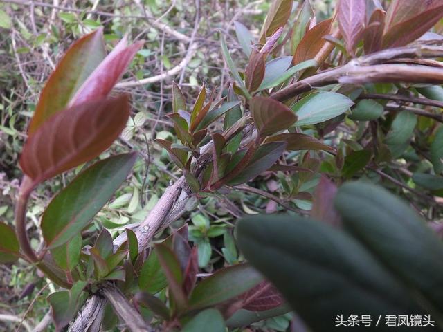 金银花的叶子和藤功效与作用,金银花的藤和叶子有啥用(煎水外洗治小儿湿疹有奇效) 金银花的叶子和藤功效与作用,金银花的藤和叶子有啥用(煎水外洗治小儿湿疹有奇效)